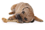 liegender Border Terrier