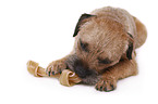 liegender Border Terrier