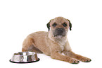 liegender Border Terrier