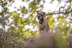 Border Terrier