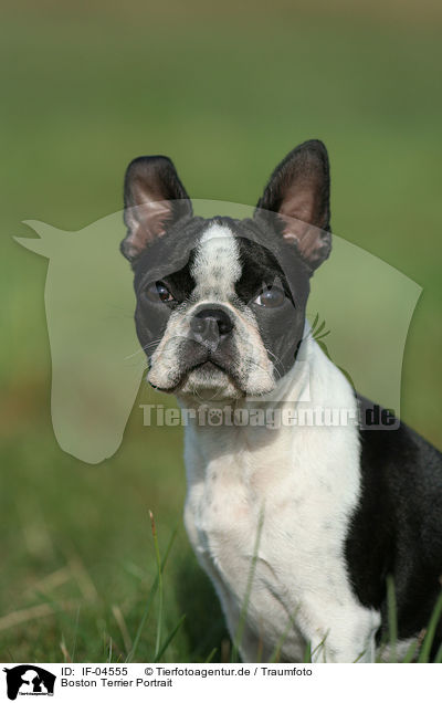 Boston Terrier Portrait / Boston Terrier Portrait / IF-04555