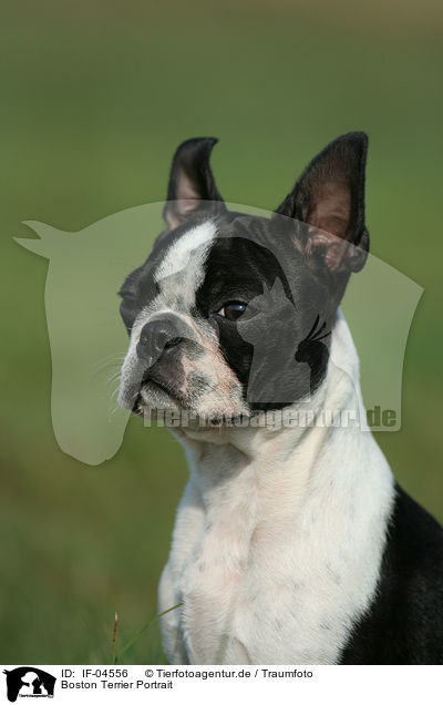 Boston Terrier Portrait / Boston Terrier Portrait / IF-04556