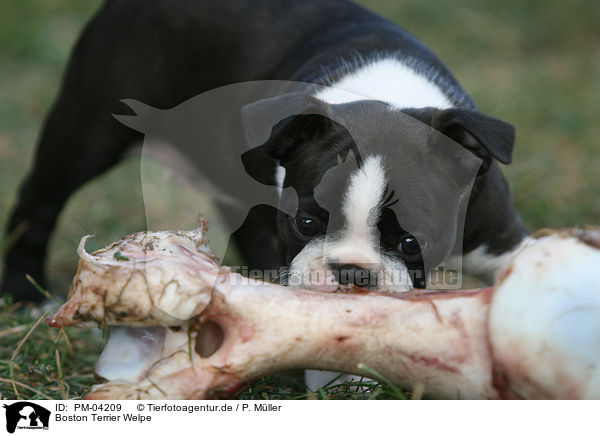 Boston Terrier Welpe / Boston Terrier puppy / PM-04209
