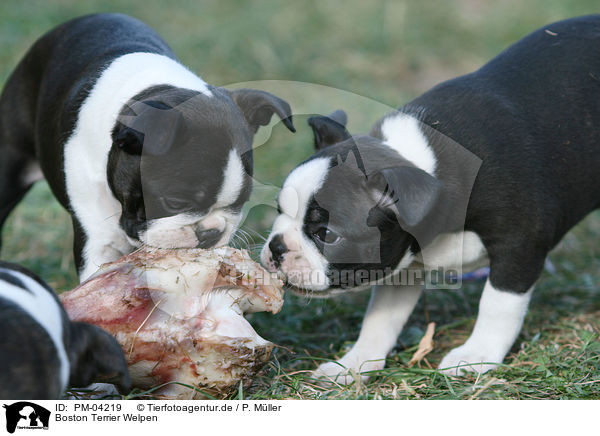 Boston Terrier Welpen / Boston Terrier puppies / PM-04219