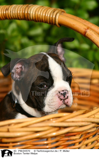 Boston Terrier Welpe / Boston Terrier Puppy / PM-04570