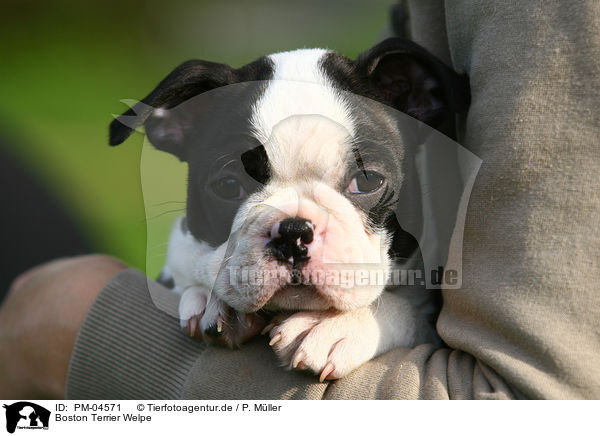 Boston Terrier Welpe / Boston Terrier Puppy / PM-04571