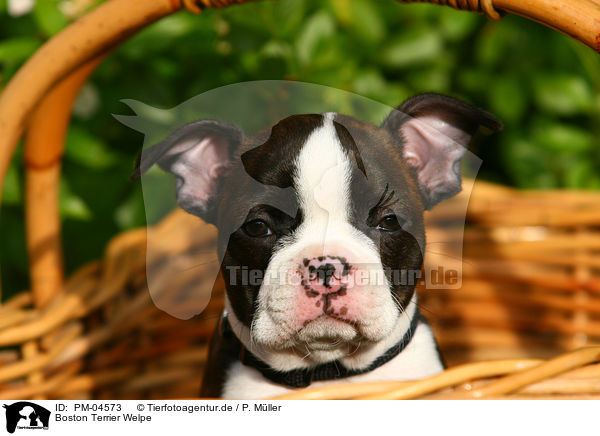 Boston Terrier Welpe / Boston Terrier Puppy / PM-04573