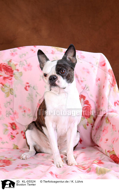 Boston Terrier / Boston Terrier / KL-05524