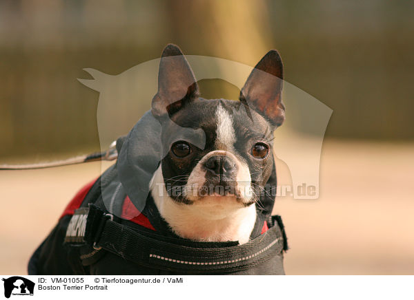 Boston Terrier Portrait / VM-01055