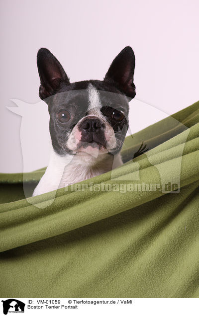 Boston Terrier Portrait / VM-01059