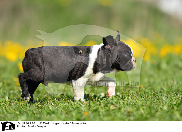 Boston Terrier Welpe / IF-08879