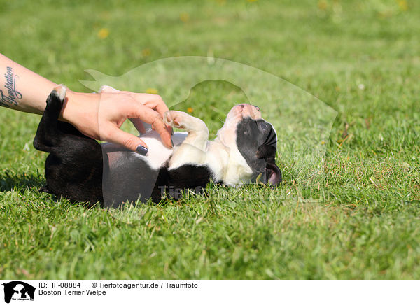 Boston Terrier Welpe / Boston Terrier Puppy / IF-08884