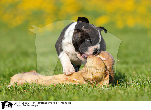 Boston Terrier Welpe / Boston Terrier Puppy / IF-08890