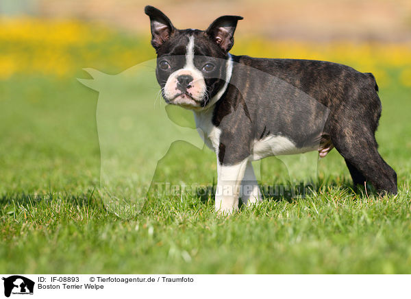 Boston Terrier Welpe / Boston Terrier Puppy / IF-08893