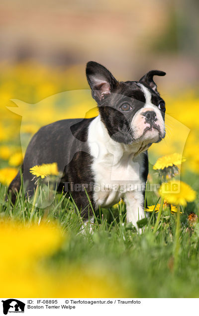 Boston Terrier Welpe / Boston Terrier Puppy / IF-08895