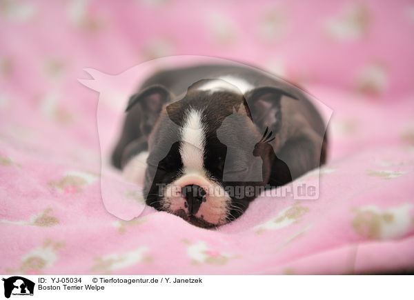 Boston Terrier Welpe / Boston Terrier Puppy / YJ-05034