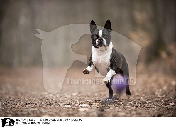 rennender Boston Terrier / AP-13250