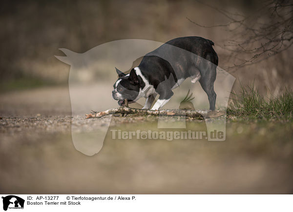 Boston Terrier mit Stock / Boston Terrier with stick / AP-13277