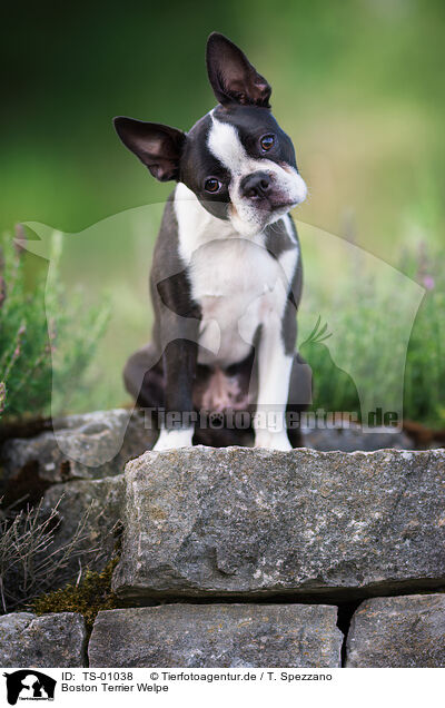 Boston Terrier Welpe / TS-01038