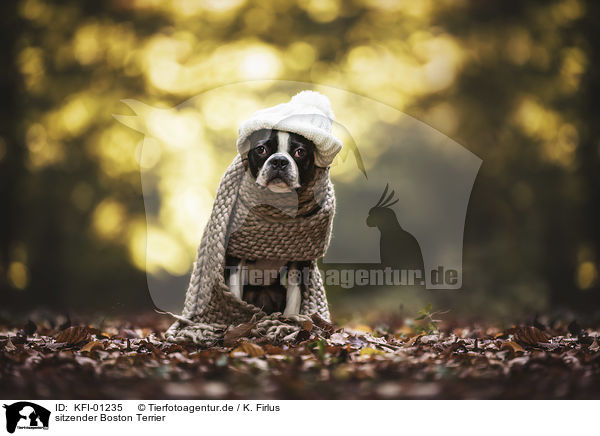 sitzender Boston Terrier / sitting Boston Terrier / KFI-01235