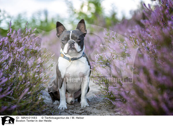 Boston Terrier in der Heide / MAH-01483