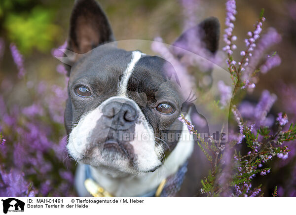 Boston Terrier in der Heide / MAH-01491