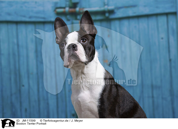 Boston Terrier Portrait / Boston Terrier Portrait / JM-11599