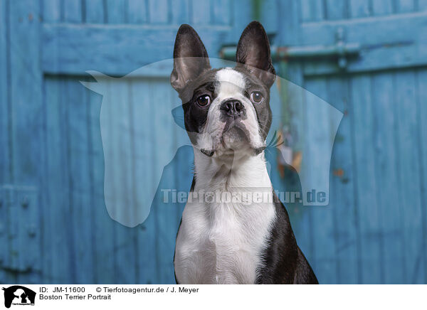 Boston Terrier Portrait / Boston Terrier Portrait / JM-11600