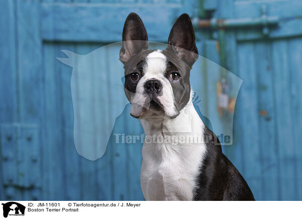 Boston Terrier Portrait / Boston Terrier Portrait / JM-11601