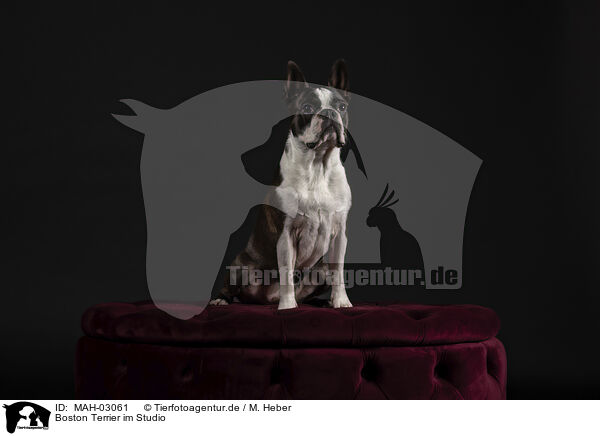 Boston Terrier im Studio / MAH-03061
