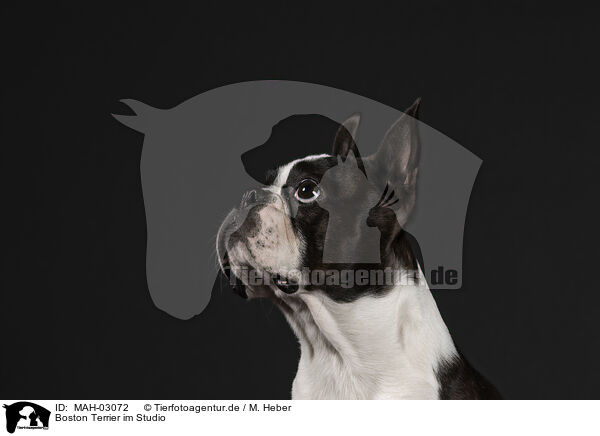 Boston Terrier im Studio / Boston Terrier in studio / MAH-03072
