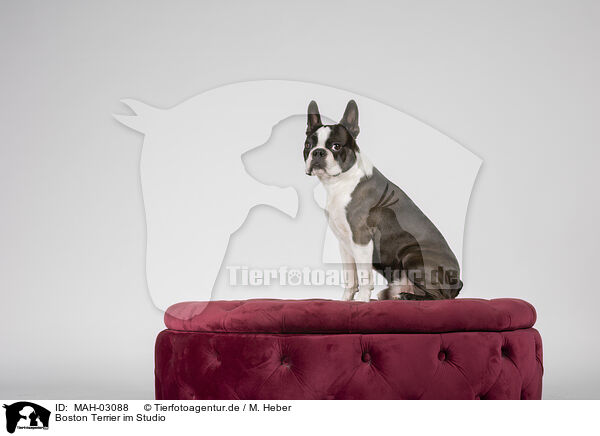 Boston Terrier im Studio / MAH-03088