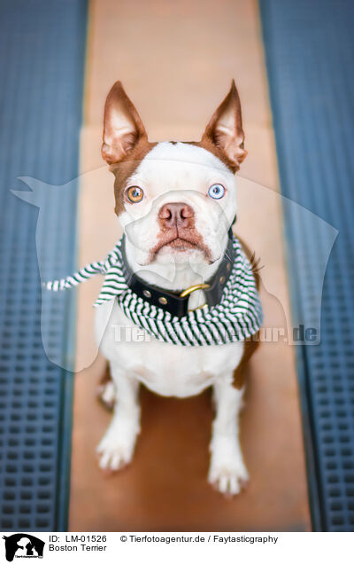 Boston Terrier / LM-01526