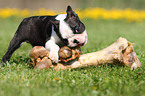 Boston Terrier Welpe