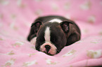 Boston Terrier Welpe