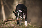 Boston Terrier mit Stock