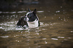 badender Boston Terrier