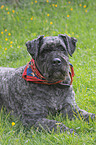 Bouvier des Flandres