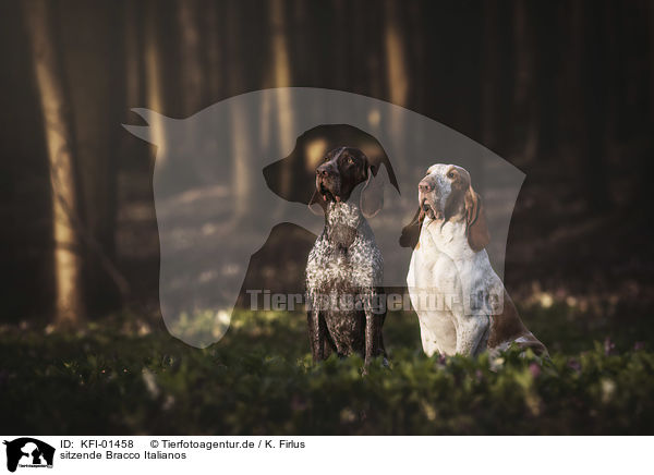 sitzende Bracco Italianos / sitting Bracco Italianos / KFI-01458