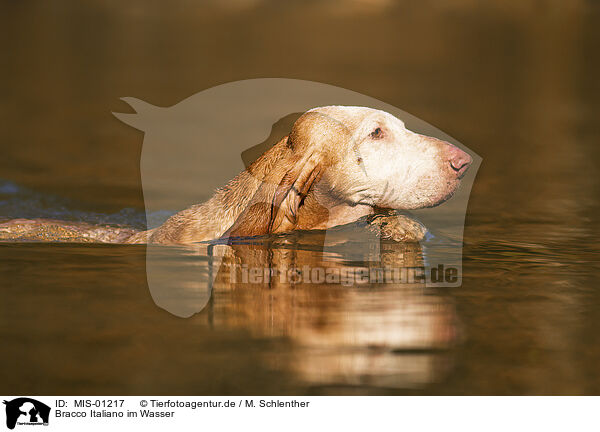 Bracco Italiano im Wasser / Bracco Italiano in the water / MIS-01217