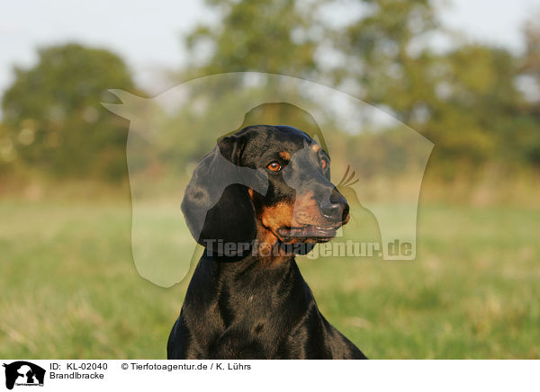 Brandlbracke / Austrian black and tan dog / KL-02040