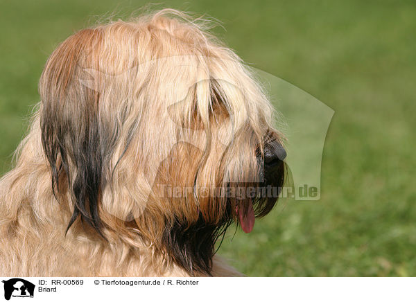 Briard / Berger de Brie Portrait / RR-00569