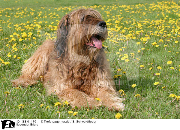 liegender Briard / lying Briard / SS-01176