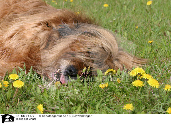 liegender Briard / lying Briard / SS-01177