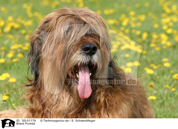 Briard Portrait / Briard Portrait / SS-01178