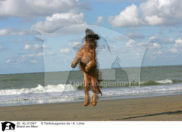 Briard am Meer / Briard by the ocean / KL-01067