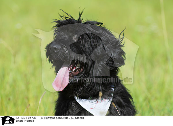 Briard Portrait / Berger de Brie Portrait / SST-05730