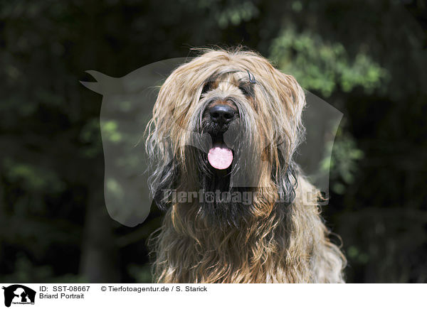 Briard Portrait / Berger de Brie Portrait / SST-08667