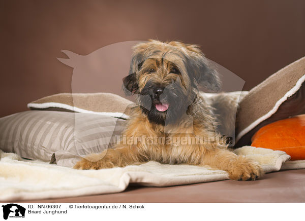 Briard Junghund / young briard / NN-06307