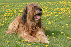 liegender Briard